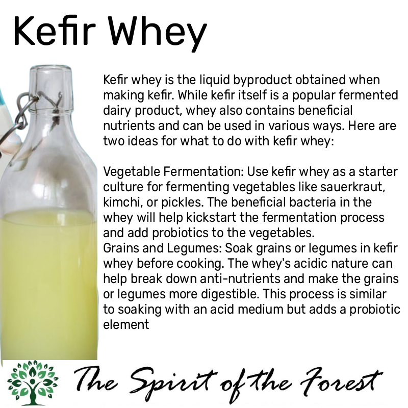 Organic Milk Kefir Grains - Fresh Live Active Probiotic Starter Cultures