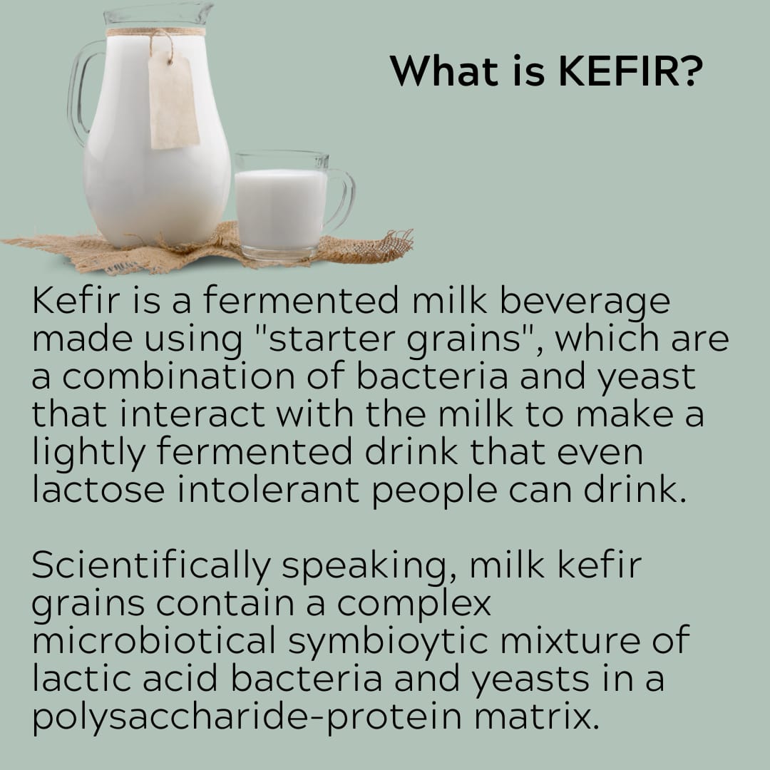 Organic and Original Milk Kefir Lebanese Grains - Live Active Probiotic Cultures for Kefir Starter - No Maintenance - Powder - Bulgaros De Leche Vivos - Non GMO - Gluten Free - Started With A Dairy Or Water Base