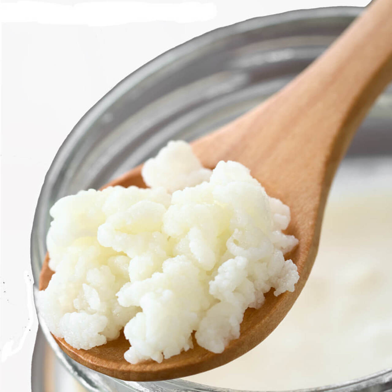 Organic Milk Kefir Grains  - Fresh Live Active Probiotic Starter Cultures