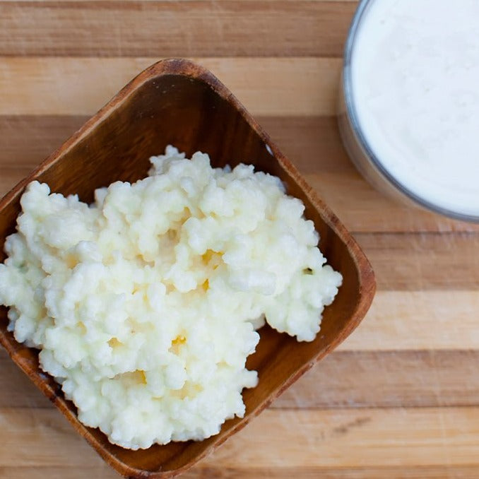 Organic and Original Milk Kefir Lebanese Grains - Fresh Live Active Probiotic Starter Cultures - thehatdistrict