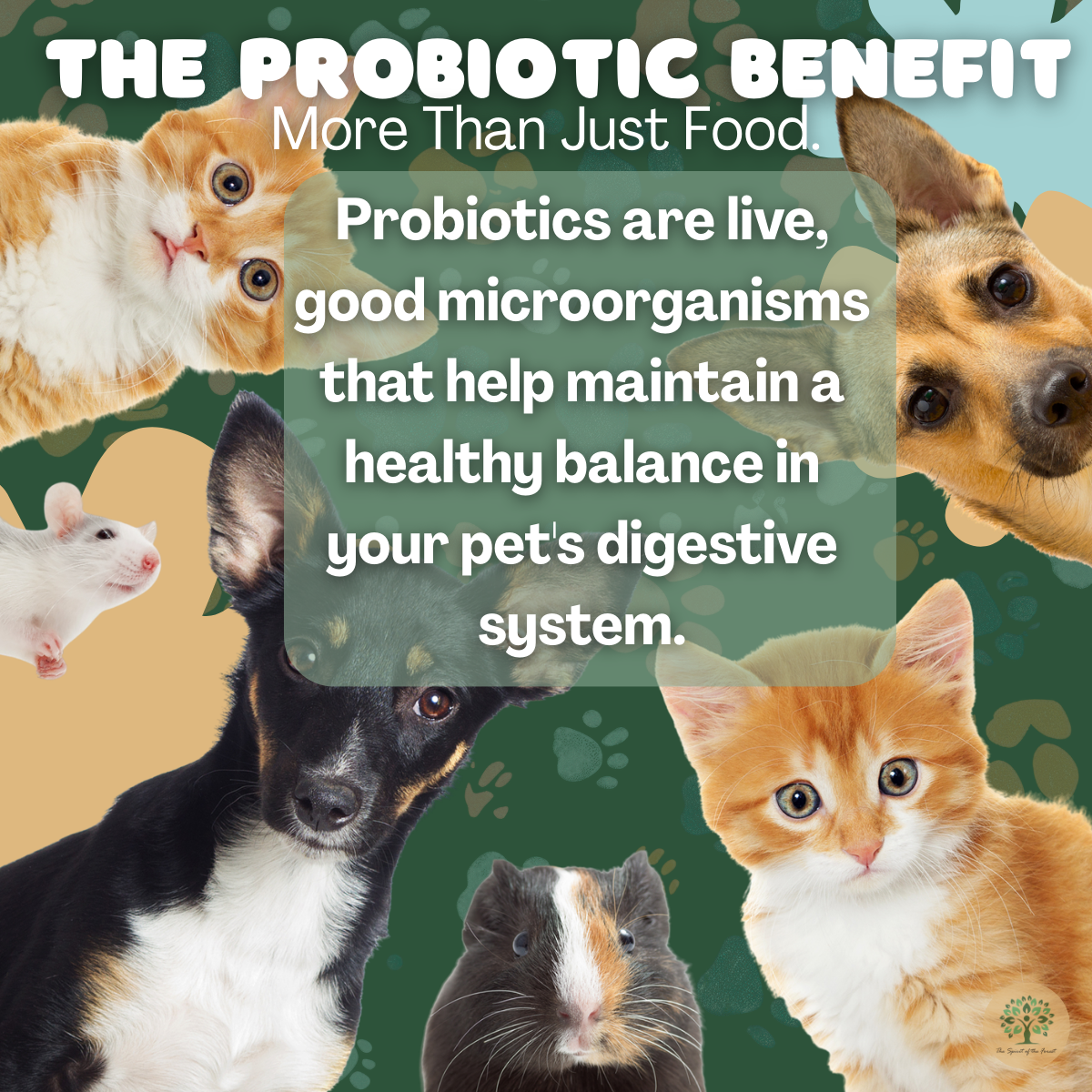 Petfir 30 Pack Kefir for Dogs and Cats Supplement Pets probiotic dog advanced probiotic formula for dog